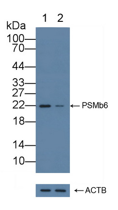 12194