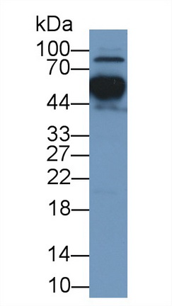 13437