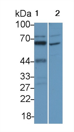 38773