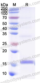 Валидация AntibodySystem YVV40804
