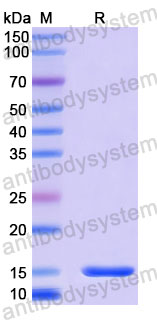 Валидация SDS-PAGE - AntibodySystem RXX13701