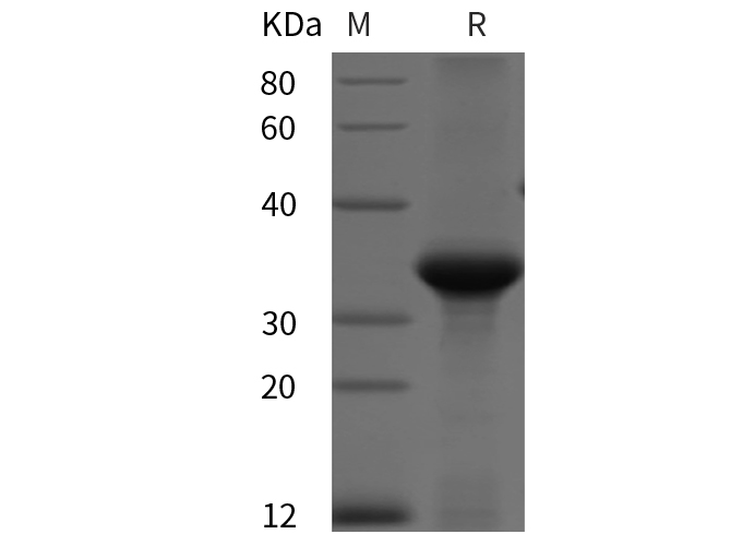 Валидация Elabscience PDEH100894(325)