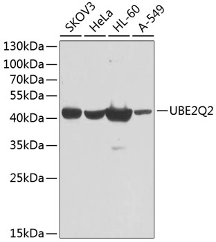 Валидация Elabscience E-AB-62558