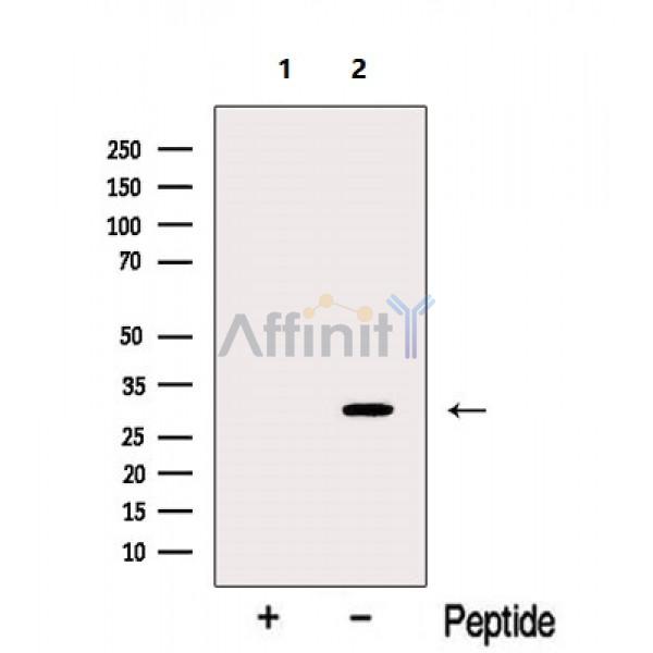Валидация Affinity DF13173 - 8147