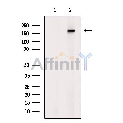Валидация Affinity DF9248 - 21675
