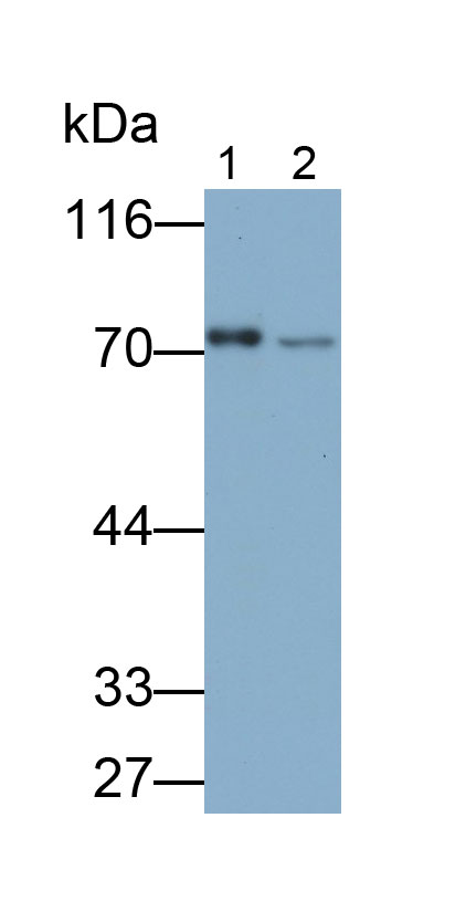 33261
