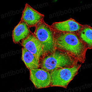Валидация IF - AntibodySystem RHD03606