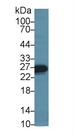 13710