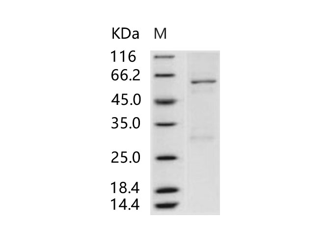 Валидация Elabscience PKSV030257(6024)