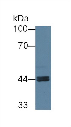 8707