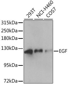 Валидация Elabscience E-AB-66112