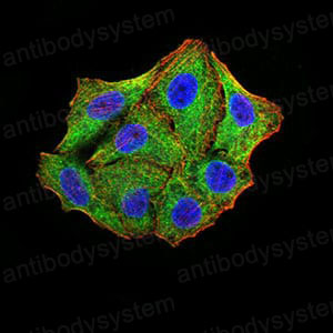Валидация IF - AntibodySystem RHG77203