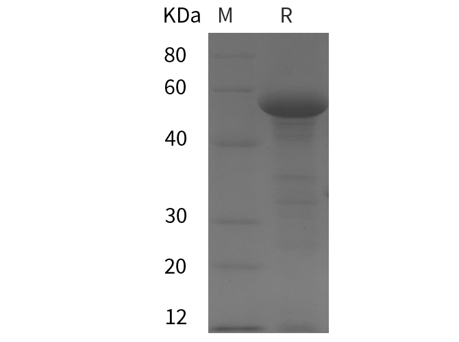 Валидация Elabscience PDEM100267(599)