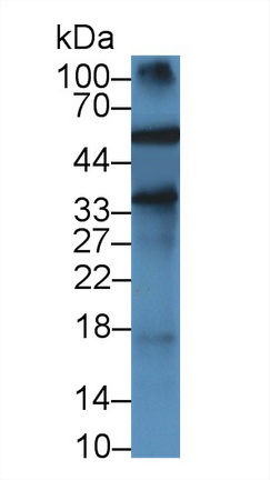 14663