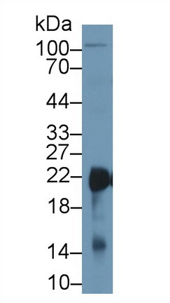13438