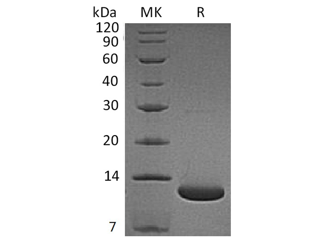 Валидация Elabscience PKSH033742(4020)