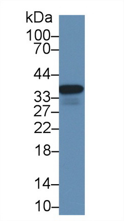 14897