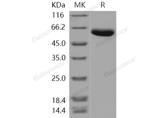 Валидация Elabscience PKSH031108(1889)