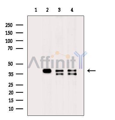 Валидация Affinity DF15492 - 11865