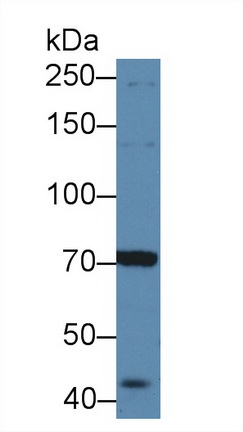 12472