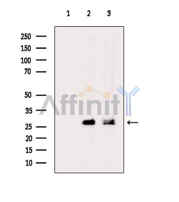 Валидация Affinity DF15540 - 11933