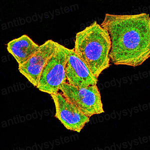 Валидация IF - AntibodySystem RHC15902