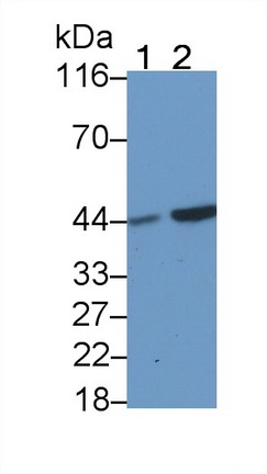 53370