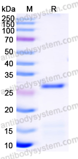 Валидация AntibodySystem YHF78201