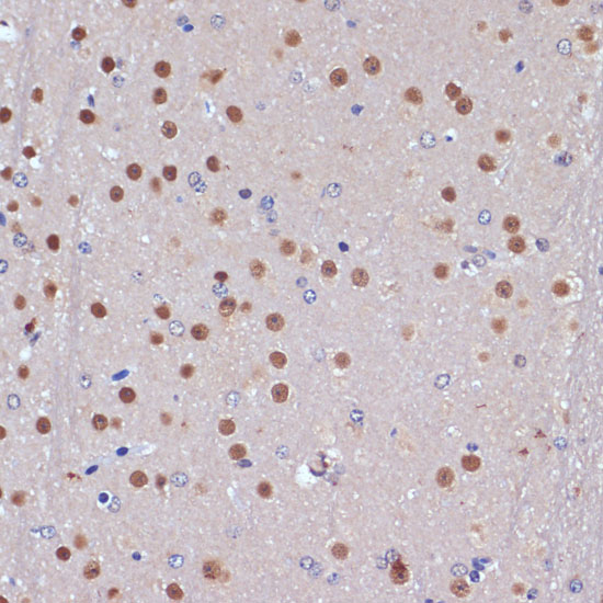 Валидация Elabscience E-AB-68376