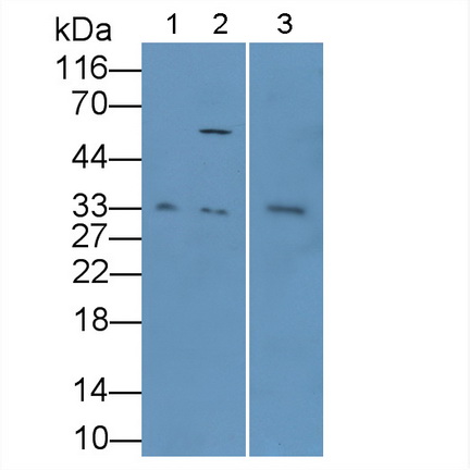 26790