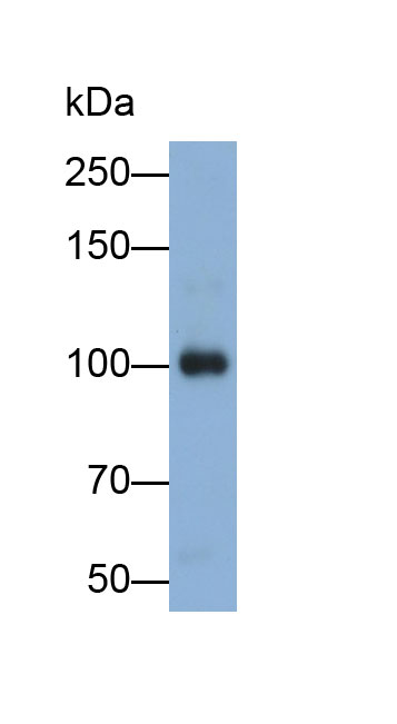 30960