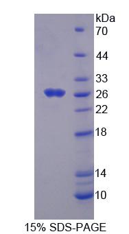 51301