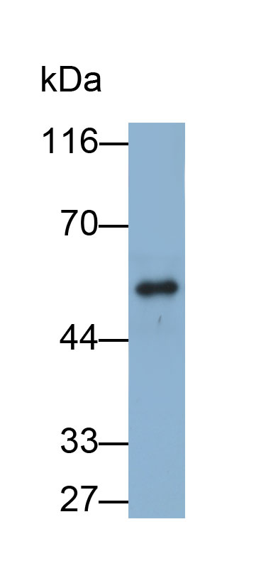 33451
