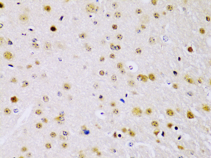 Валидация Elabscience E-AB-60595