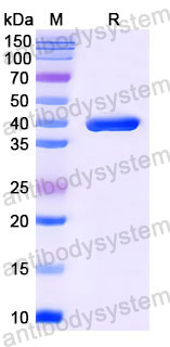 Валидация SDS-PAGE - AntibodySystem RMK30502