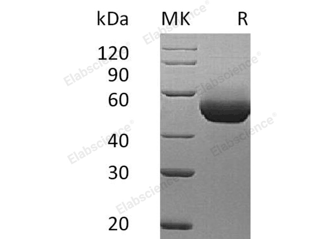 Валидация Elabscience PKSM041096(5015)