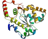 Phenol Sulfotransferase (PST)