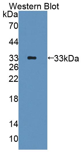 41592