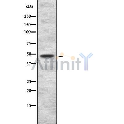 Валидация Affinity DF8667 - 20636