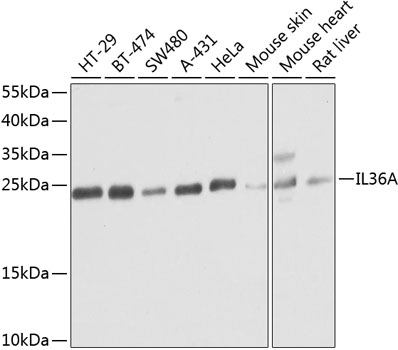 Валидация Elabscience E-AB-63095