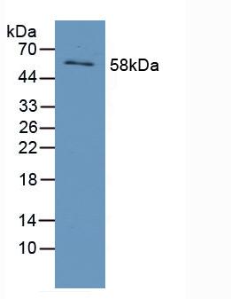 4997