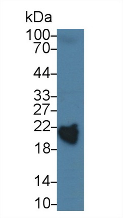 12996
