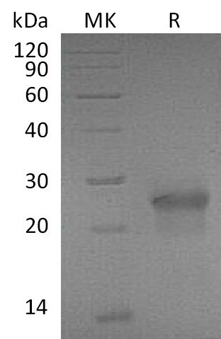 Валидация Elabscience PKSM041221(5125)