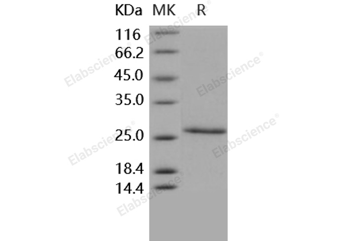 Валидация Elabscience PKSH031631(2291)