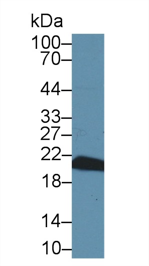 8386