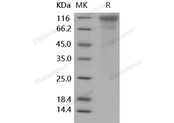 Валидация Elabscience PKSH031675(2321)