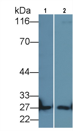 14731