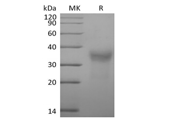 Валидация Elabscience PKSQ050118(5487)