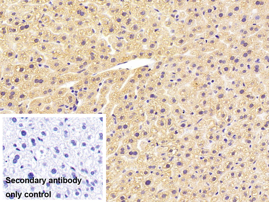 33323