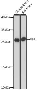 Валидация Elabscience E-AB-66748